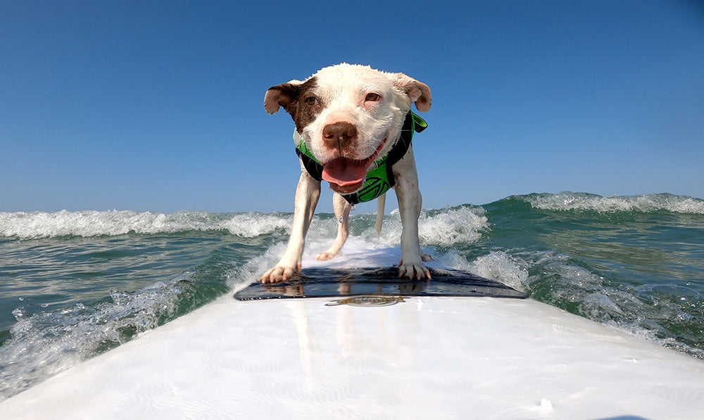 Surf