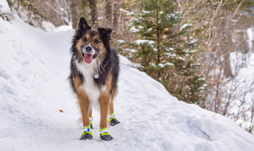 How to Train Your Dog to Wear Booties Wilderdog