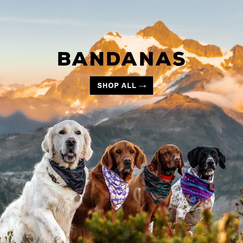 City Paw Bandanas