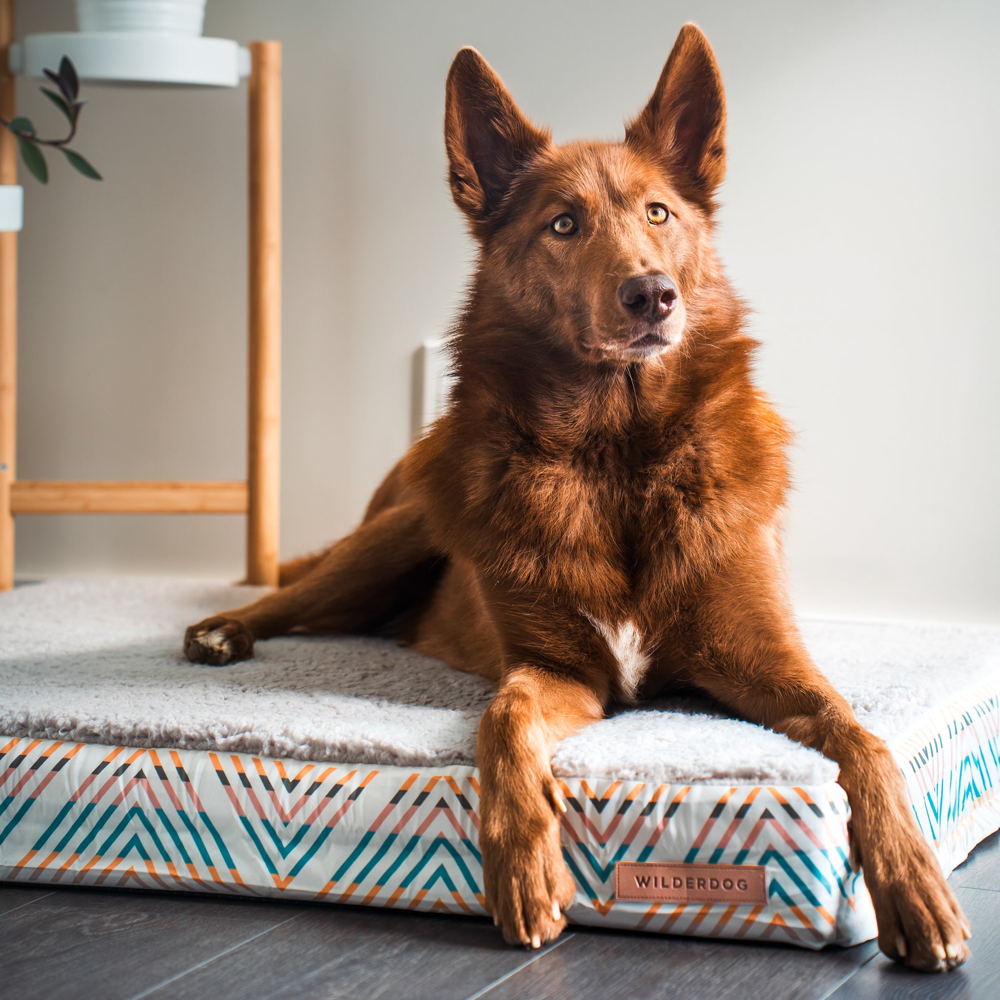 Memory Foam Dog Bed – Wilderdog - Main Image