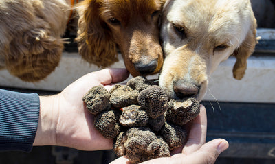 The Best Truffle Hunters Have Four Legs and a Keen Sense for Finding Treasure
