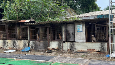 ARK119: Saving Korean Dogs From Slaughterhouses