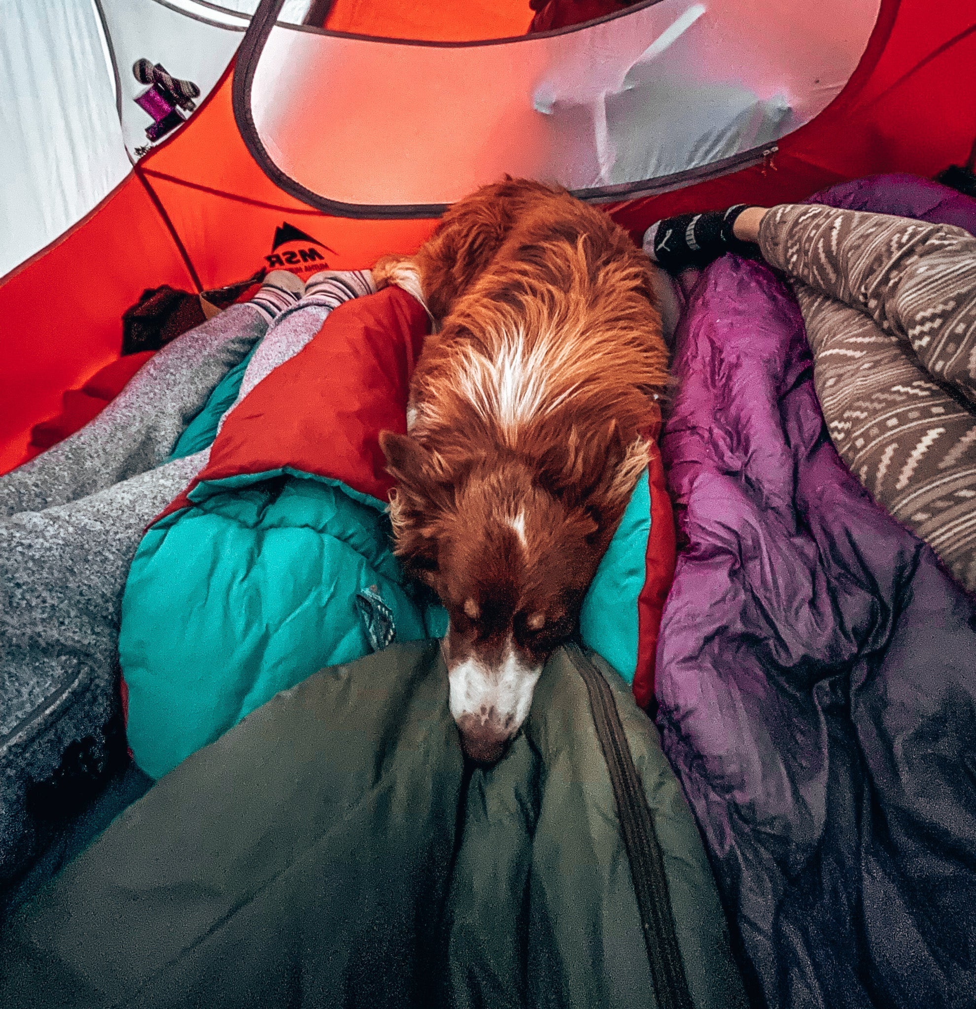Unhinged advice for camping with your dog – Wilderdog