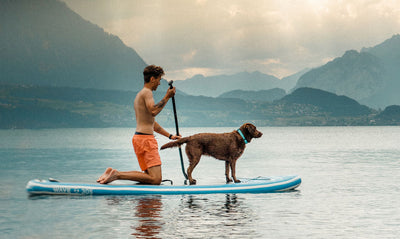 All Aboard! A Step-by-Step Guide for Boating with Your Dog