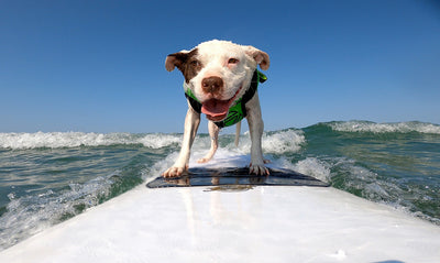 Surf's Up, Dog!