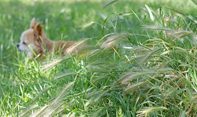 Trail Tips: The Dangers of Foxtails for Your Dog & How to Protect Them