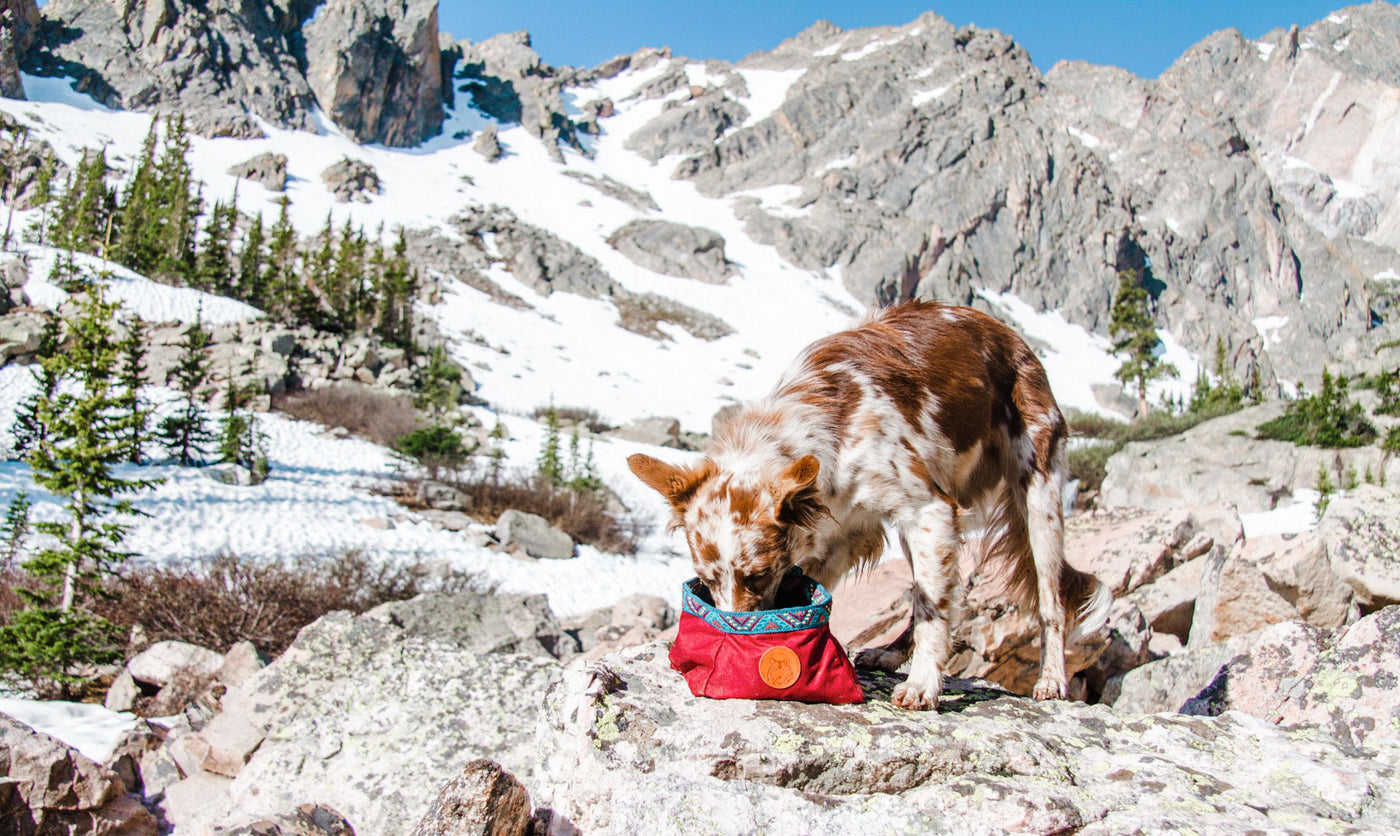 Staying Hydrated: 3 Ways to Get Your Dog to Drink More Water on Hikes