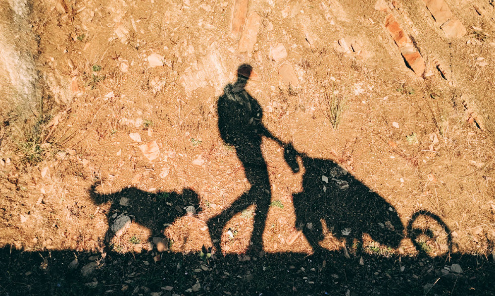 Meet the First Dog to Walk Around the World