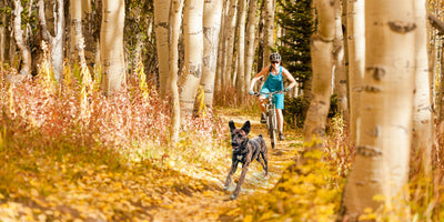 Of Trails and Tails: A First-Timer's Guide to Biking with Your Dog