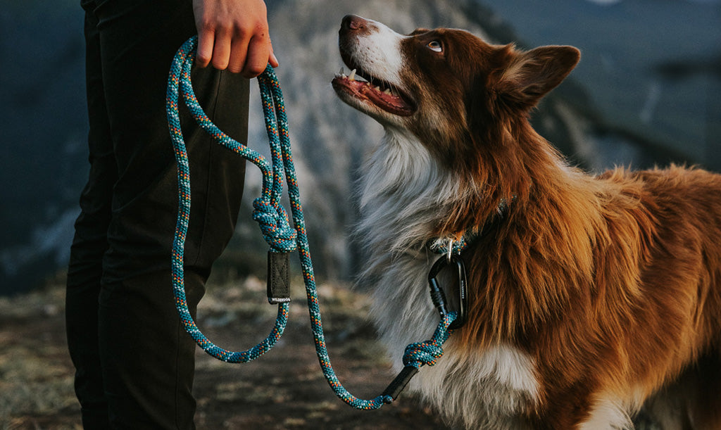 We Ask A Dog Trainer - How to Improve Your Dog's Leash Walking Skills