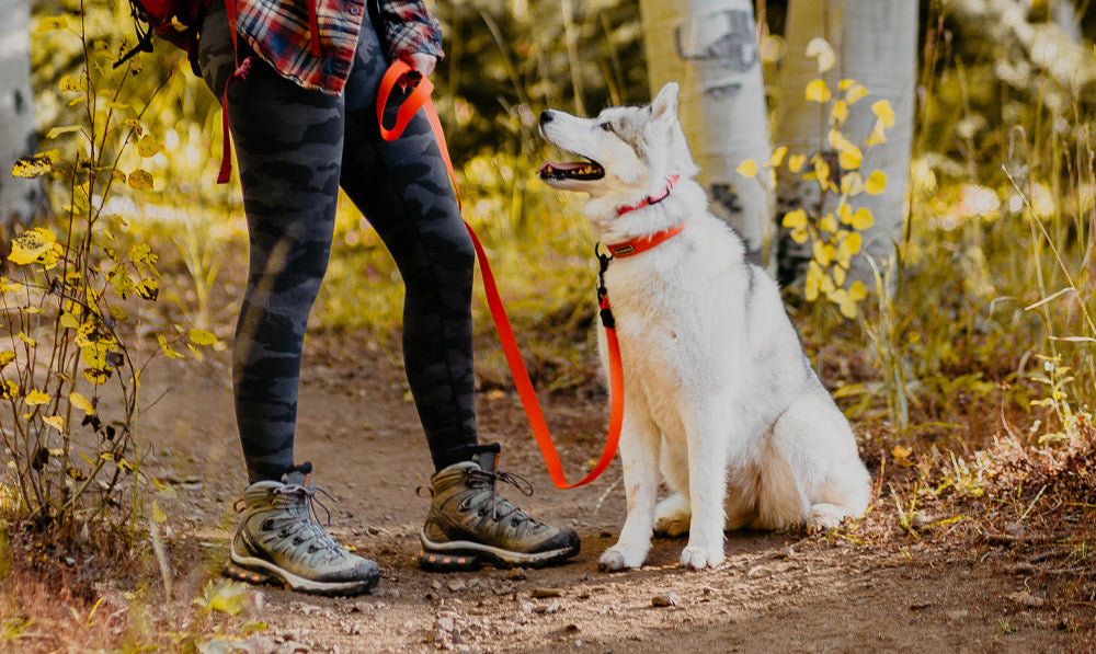 "Leave It!" 13 Things Dogs Most Definitely Should Not Eat on the Trail (And Why)