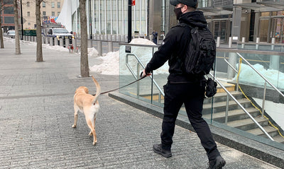 Legend, the NYC Bomb-Sniffing Dog