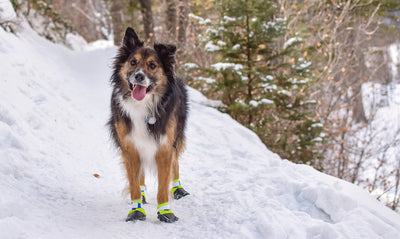 How to Train Your Dog to Wear Booties