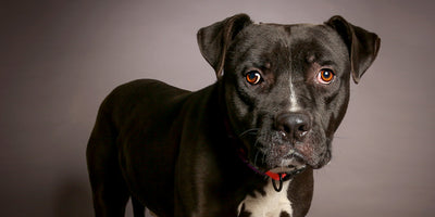 Meet our November Purchase for a Pound recipient... Front Street Shelter!
