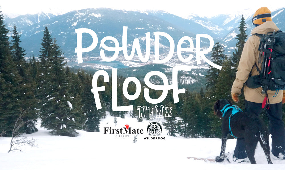Powder Floof: A Winter Adventure (Dog) Film