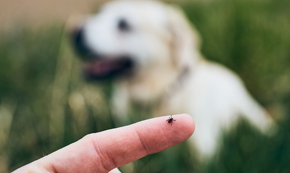 Trail Tips: The Blood-Suckers known as TICKS