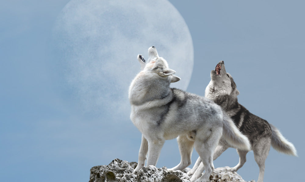 Wolf + Dog = Wolfdog
