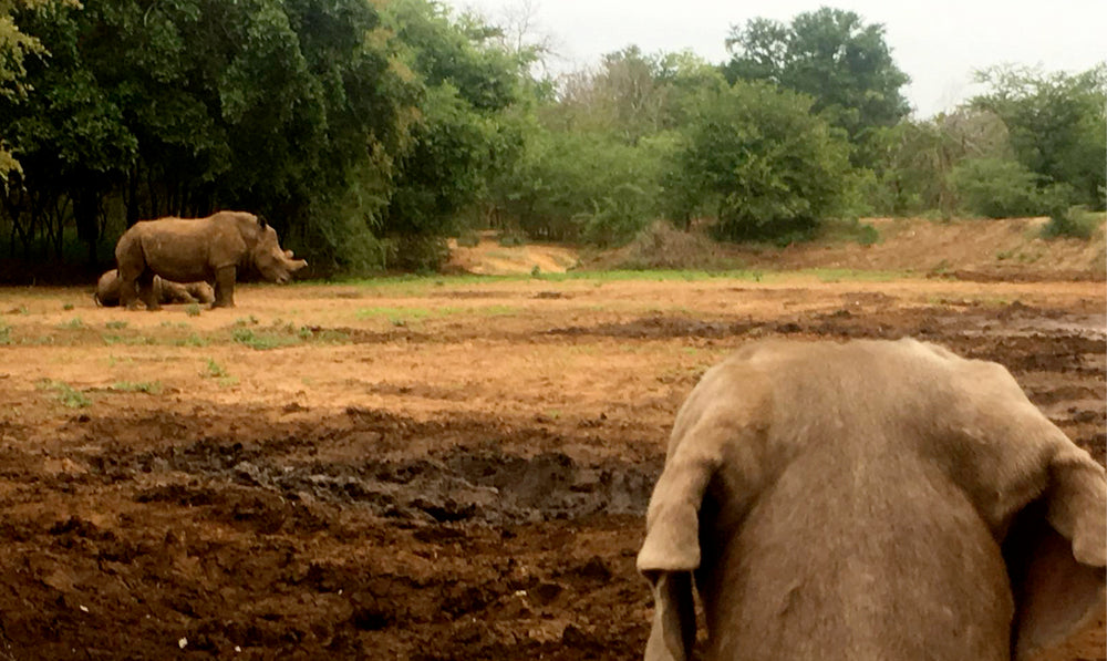 Meet Puma, the African Anti-Poaching K9 Unit