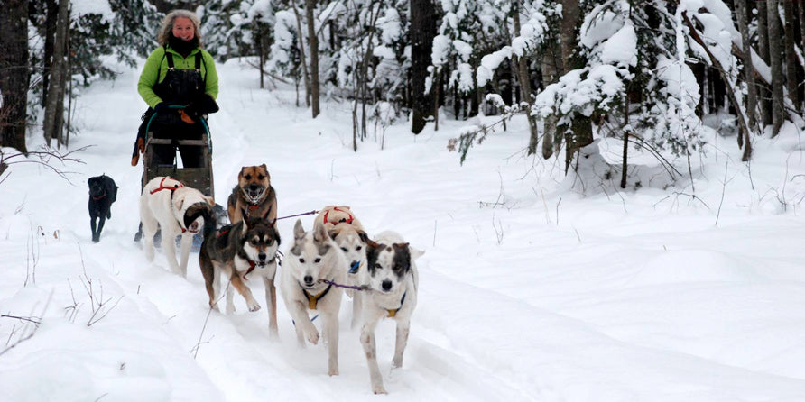An Interview with Dogsledder Julie Buckles