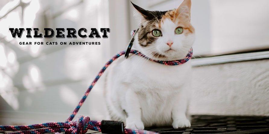 Introducing... WILDERCAT!