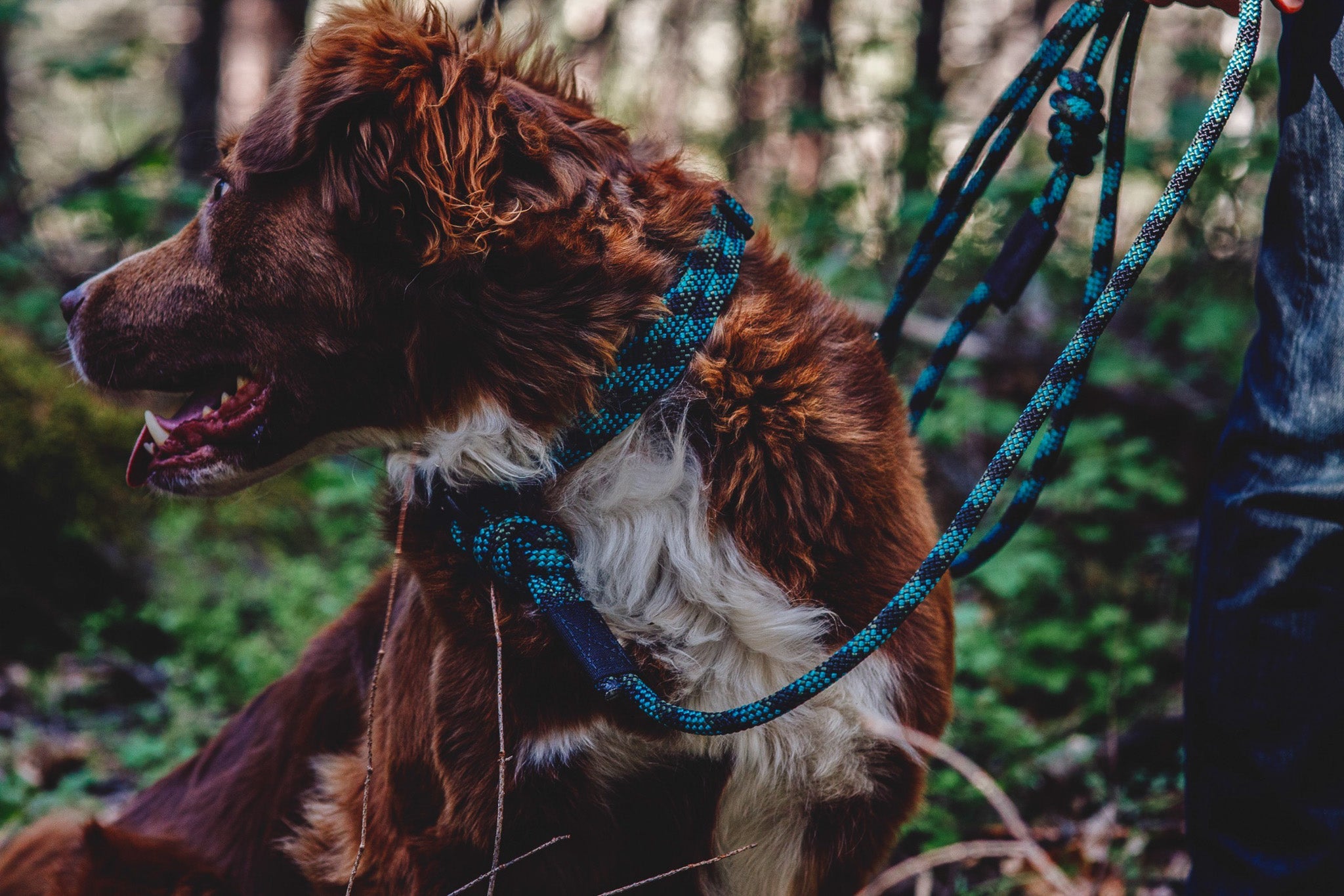 Trapper Rope Leash Rope Leashes + Collars – Page 2 – Wilderdog