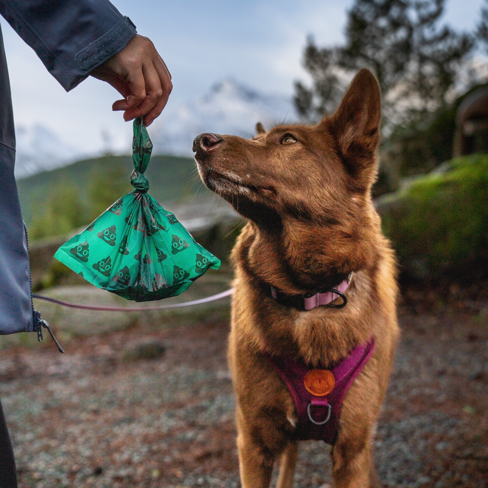 Poop Bags + Dispensers