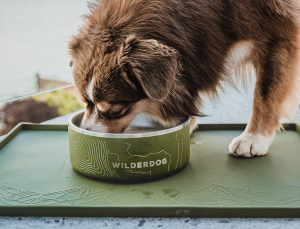 Dog eating from a Wilderdog stainless steel dog bowl.