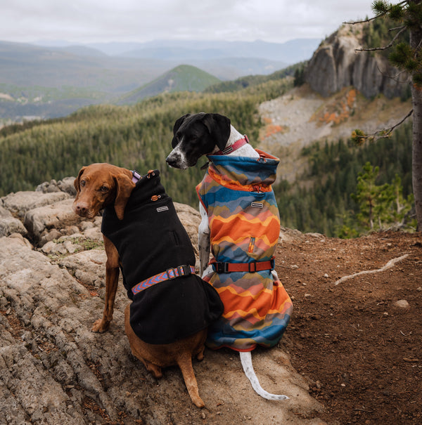 Two dogs wearing fleece jackets sit on a rocky mountain overlook.