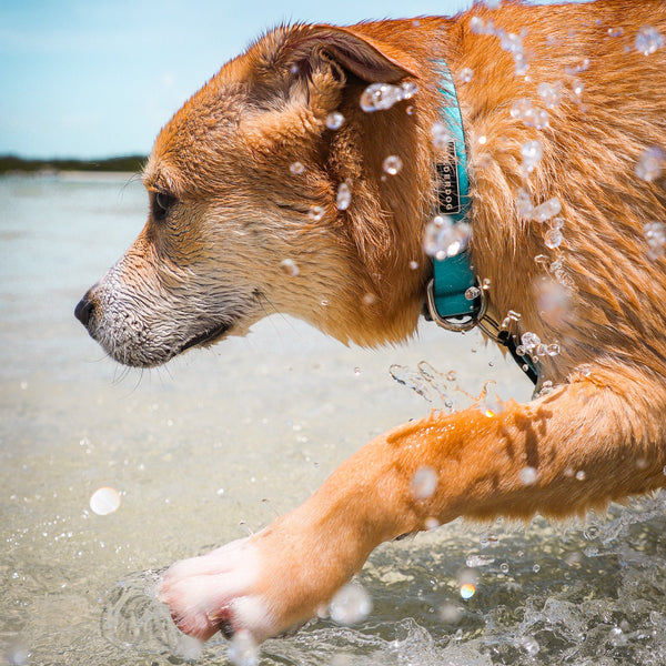 Waterproof Leashes + Collars
