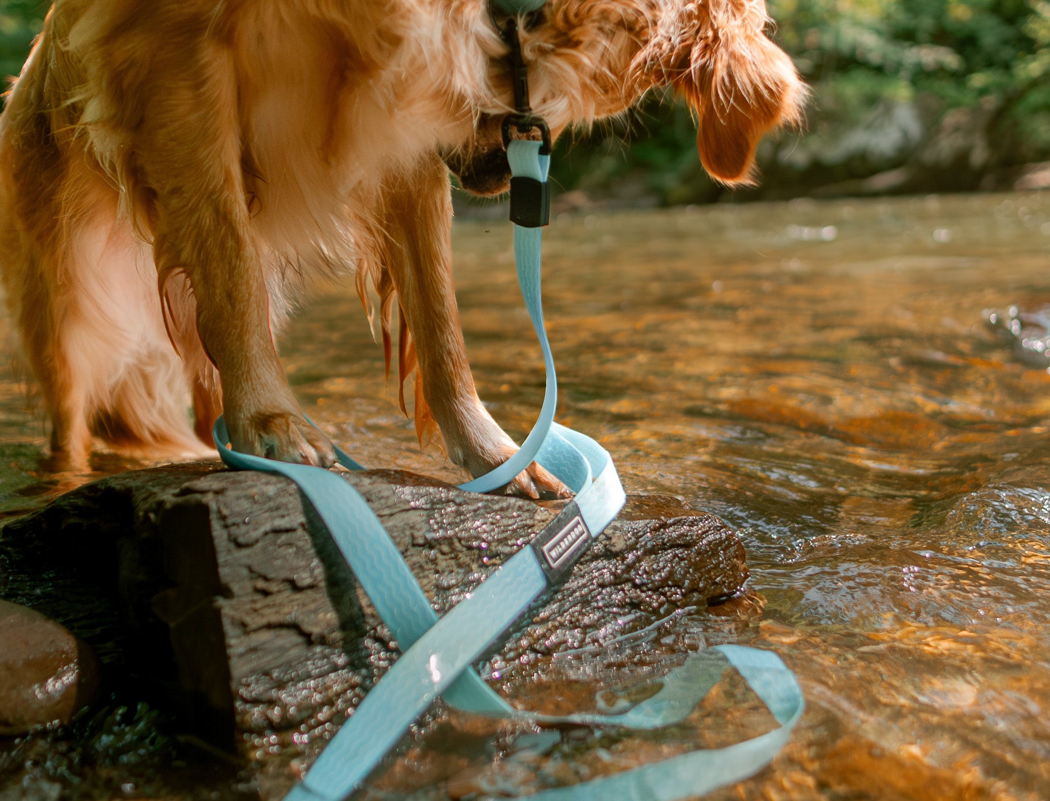 Waterproof Leashes