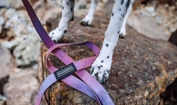 Wilderdog waterproof leash in Aurora colorway looped beside spotted dog standing on rock.