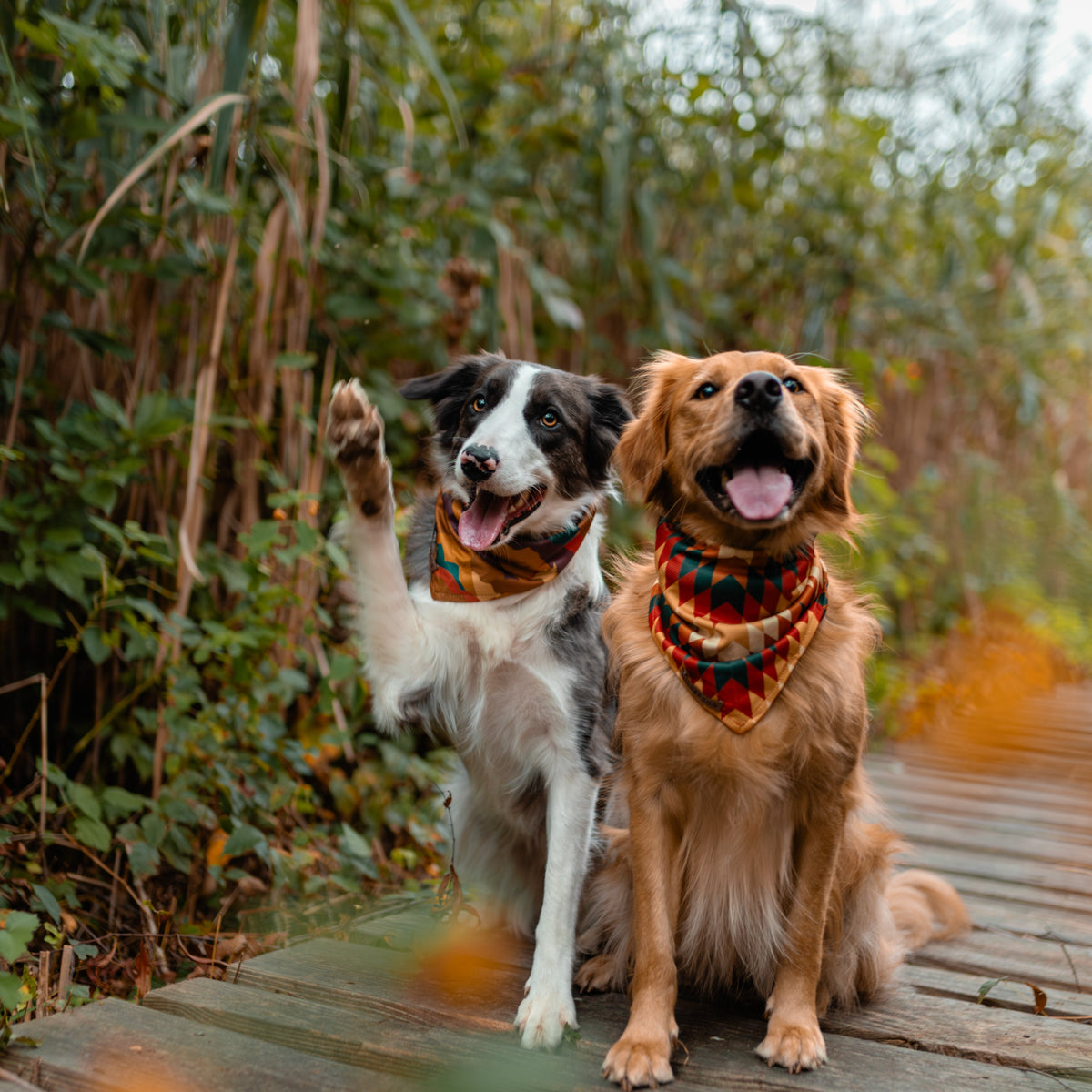 Two happy dogs wearing colorful bandanas sit on a wooden path in a lush, green outdoor setting. One dog raises its paw, and both have their tongues out, looking playful and friendly.