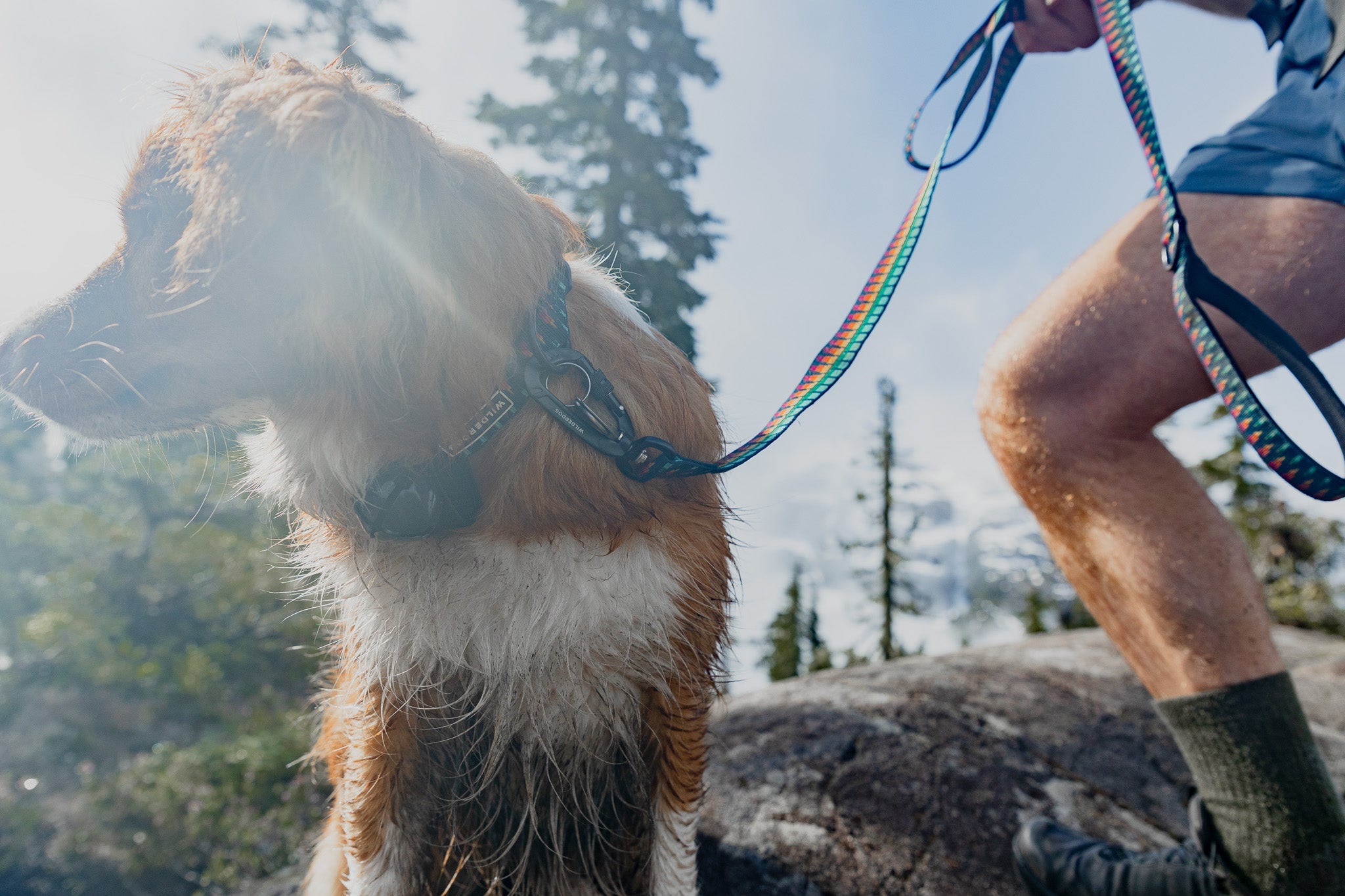 Ultralight Leashes + Collars