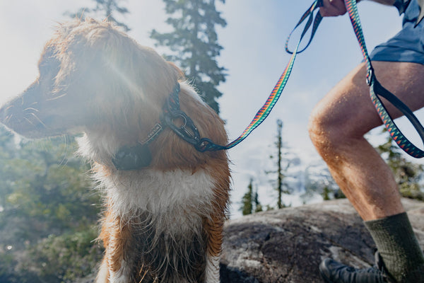 Ultralight Leashes + Collars