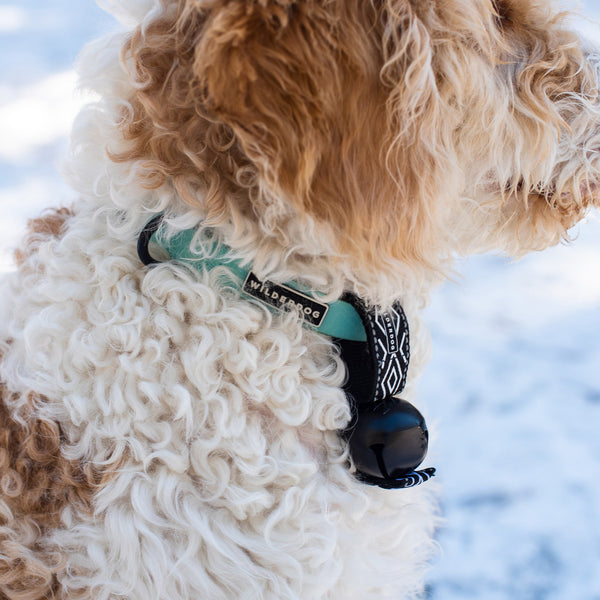 Assortment of Wilderdog outdoor dog accessories for everyday adventures.