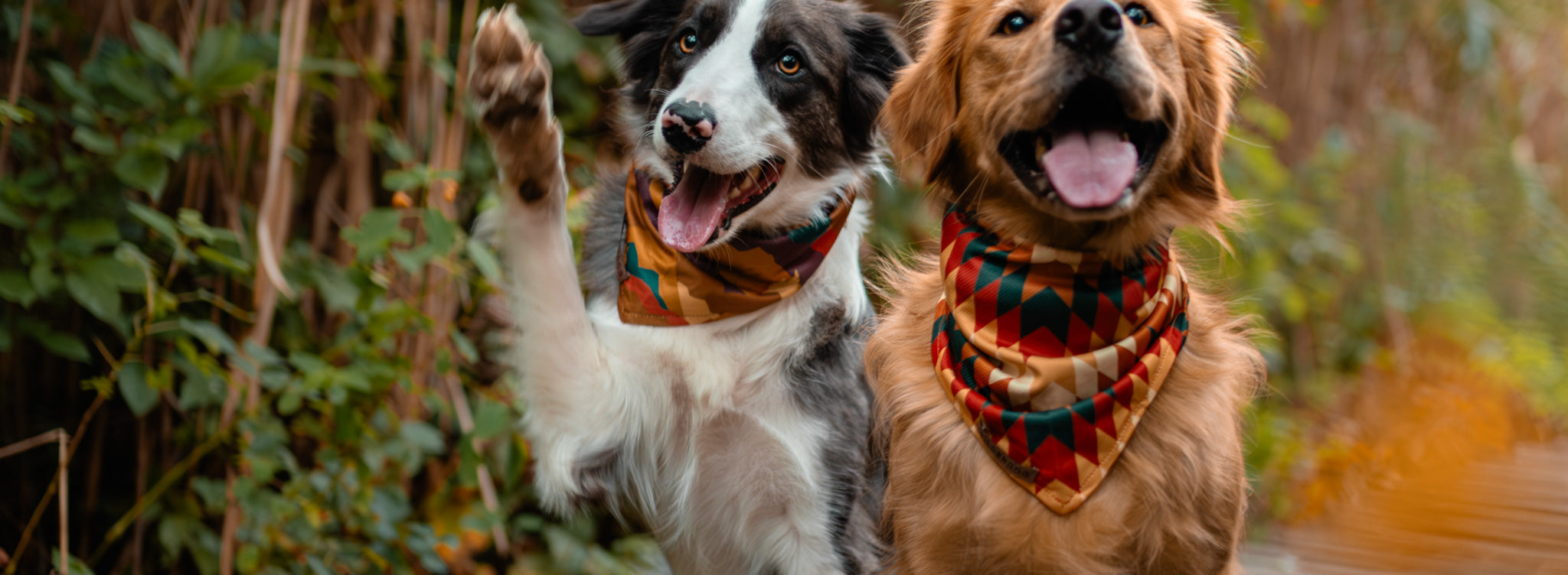 Four dogs in bandanas sit before a mountain landscape at sunset. Text reads BANDANAS and SHOP ALL