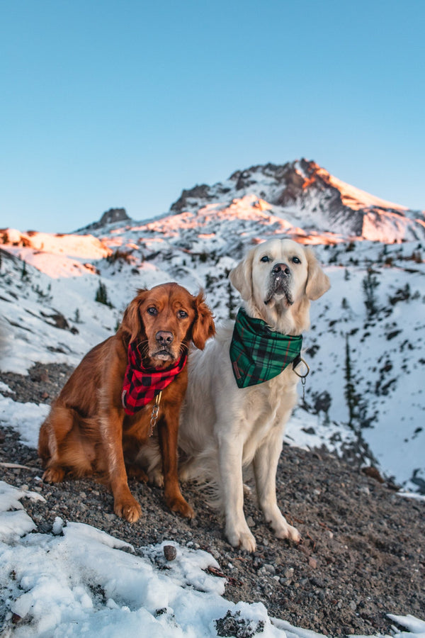Dog wearing a colorful Wilderdog bandana outdoors.