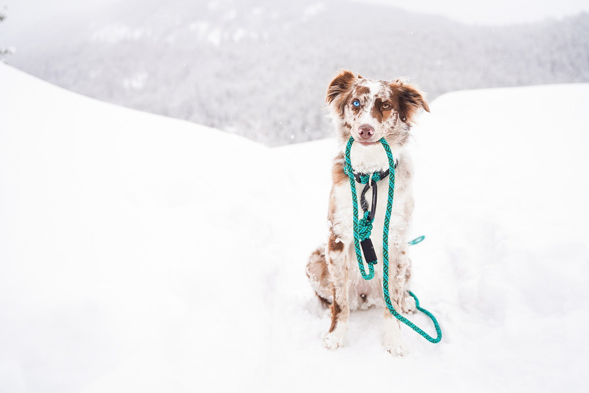 A coiled, multicolored rope leash with a black carabiner on a dark wood surface, overlaid with text: "BIG CARABINER ROPE LEASHES →".