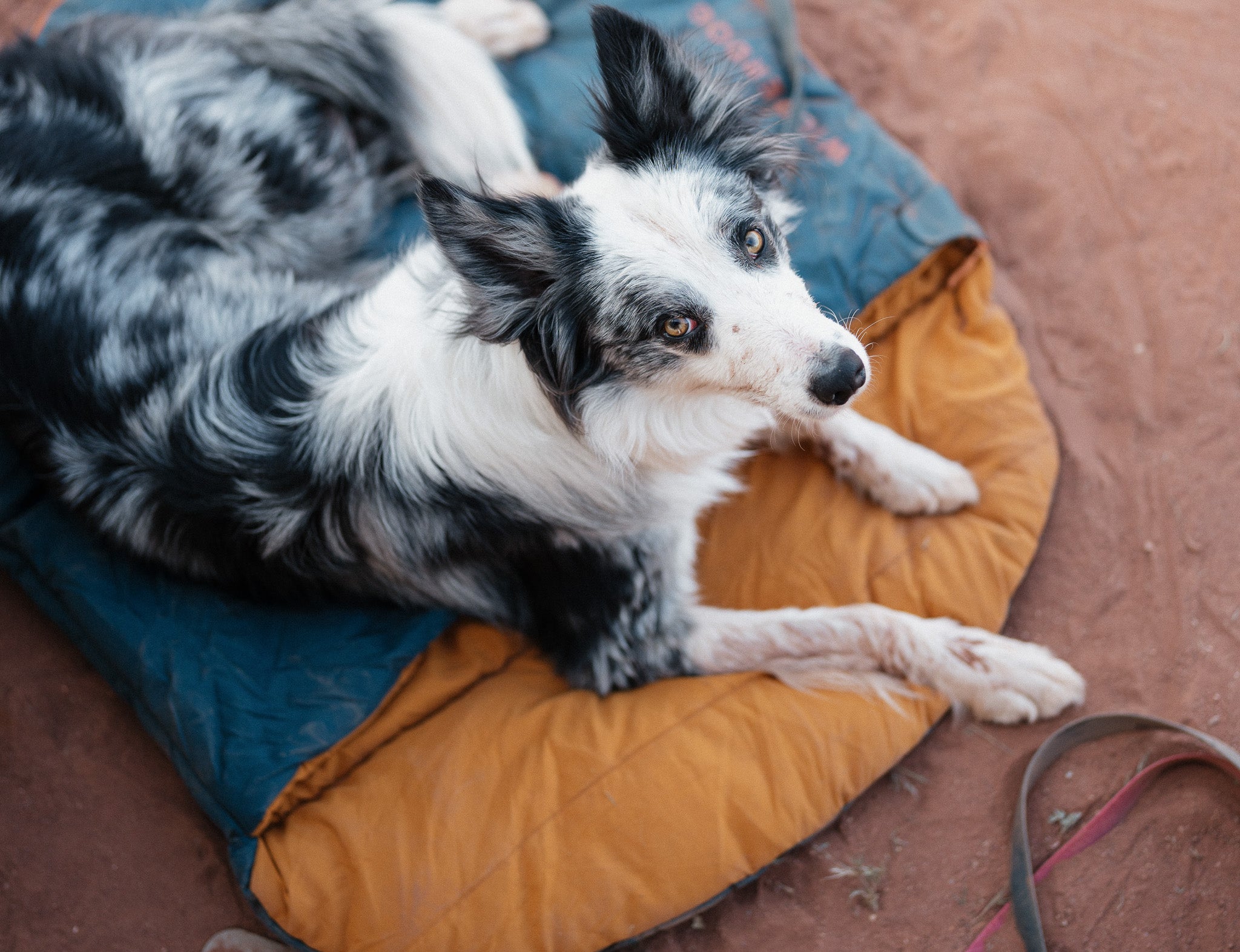 A black and white dog lies on a blue and orange blanket outdoors on sandy ground. Text reads: "Outdoor Dog Gear. Shop All.