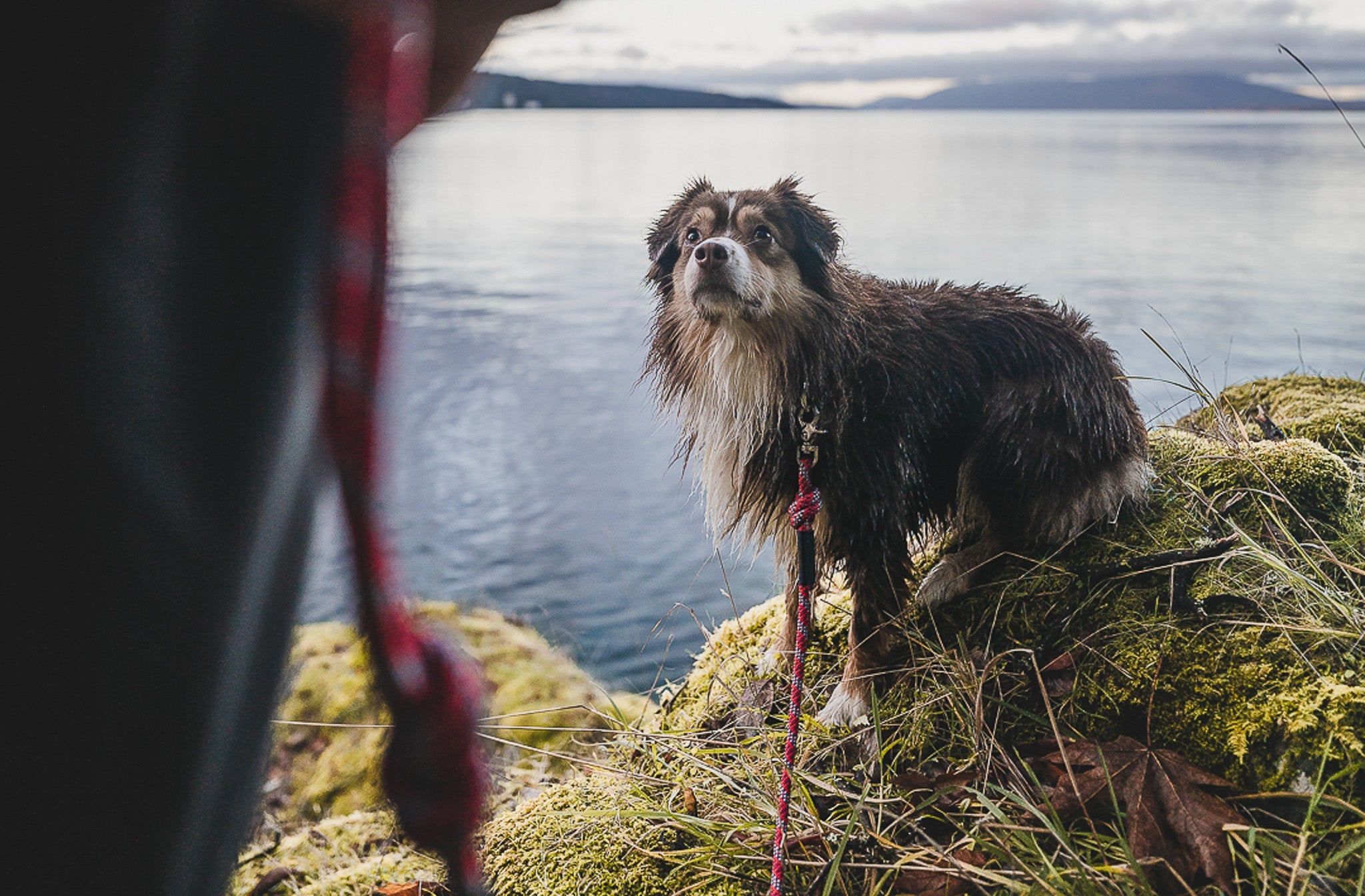 Quick Clip Leashes