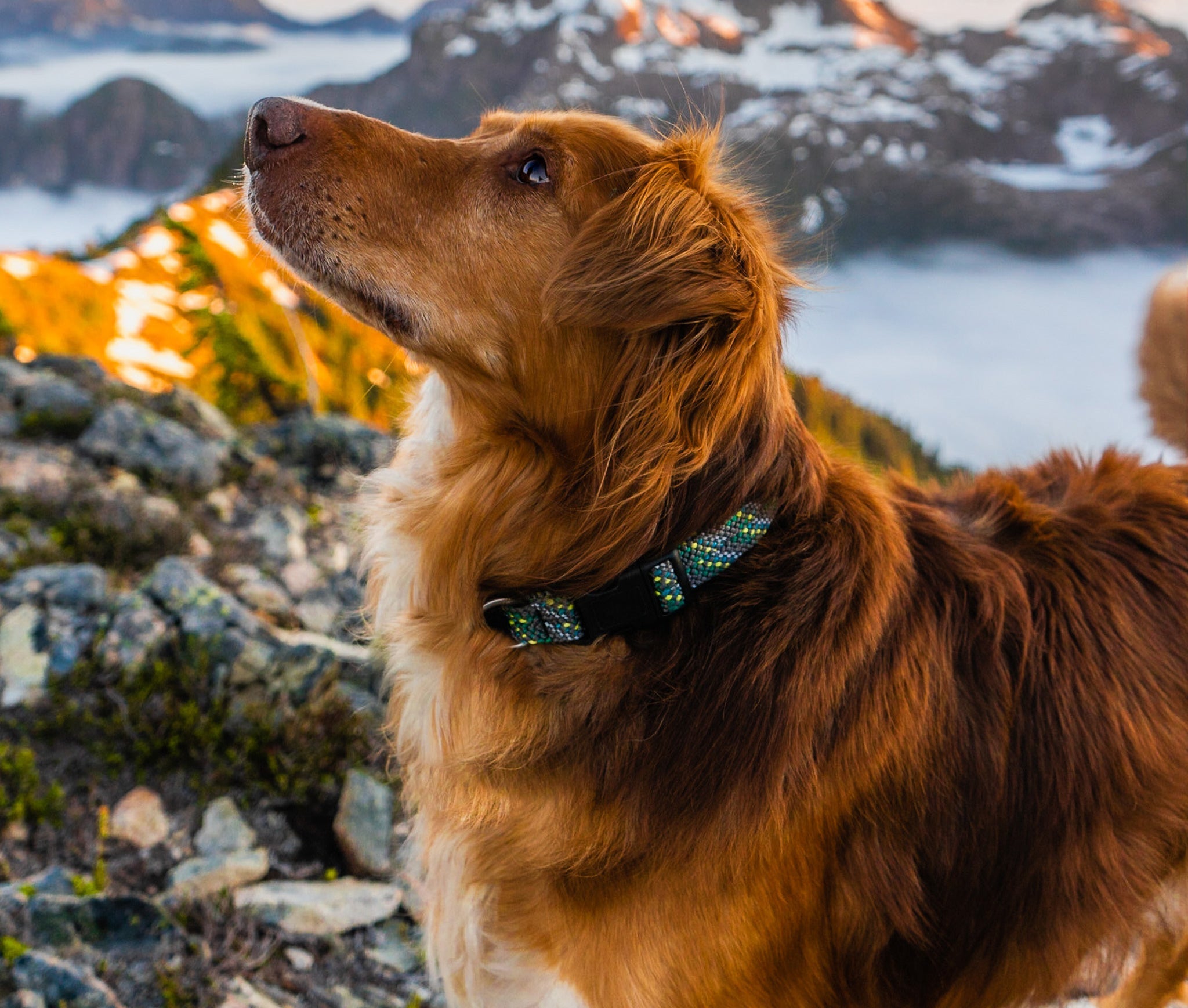 Rope Dog Collars