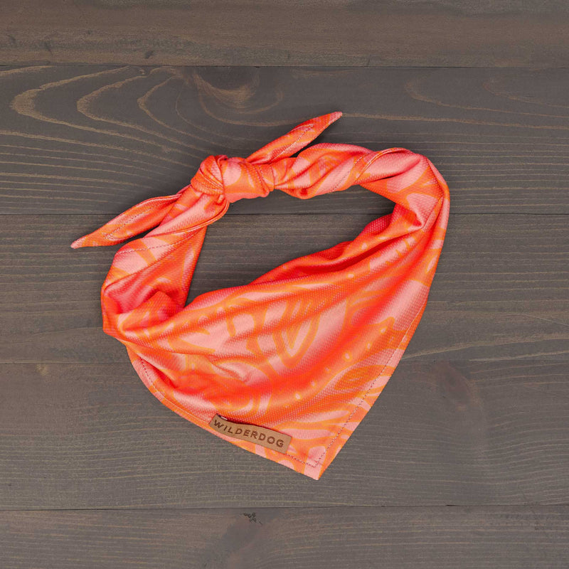 The Papaya Bandana, an orange patterned lightweight dog bandana with a knot, is laid flat on a dark wooden surface. Its fabric tag in the corner reads "Wilderdog.