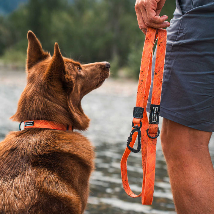 Terracotta Waterproof Pro Leash – Wilderdog