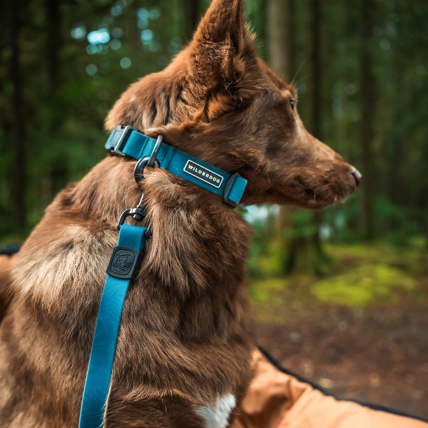 NAVY BLUE WATERPROOF DOG COLLAR