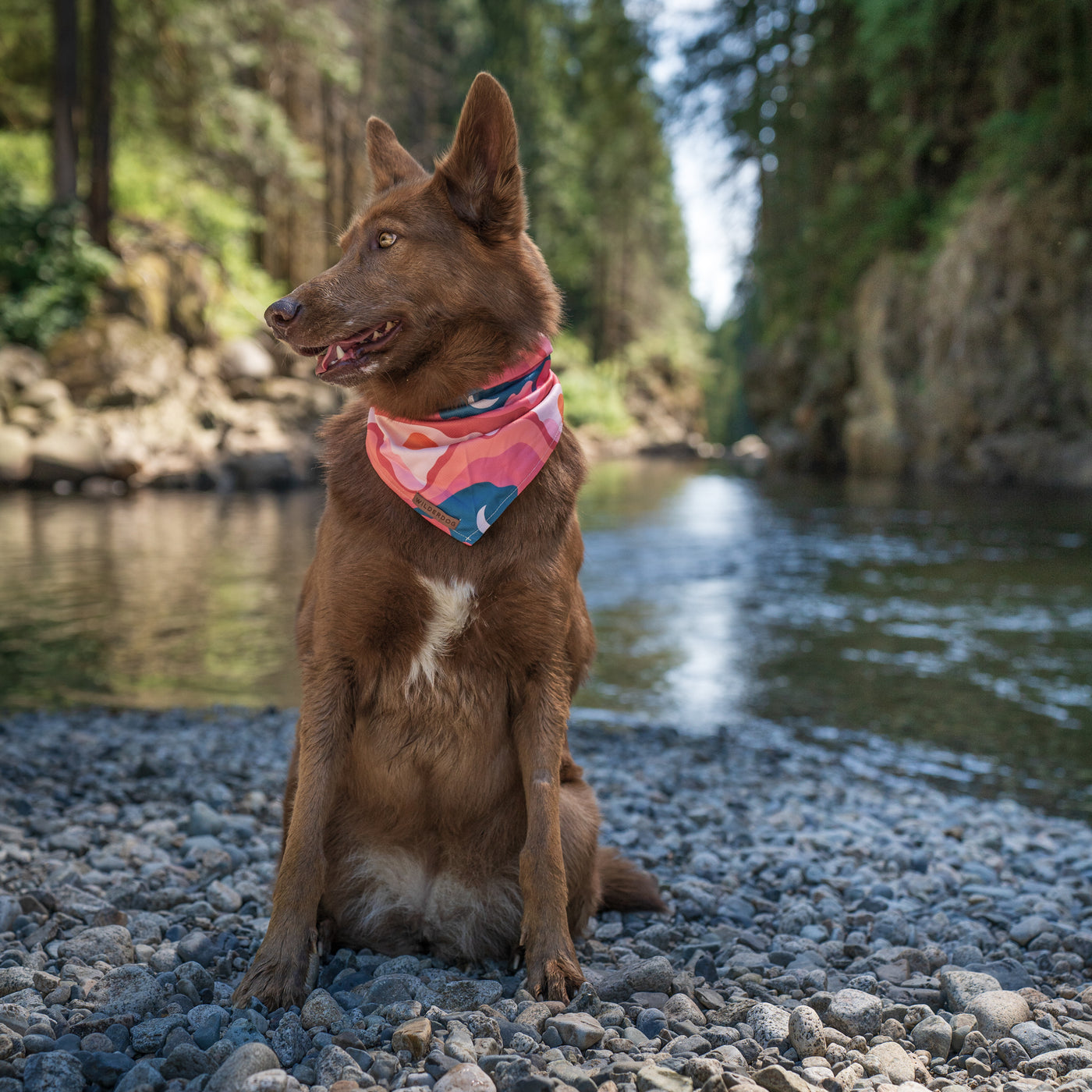 Hazy Days Bandana