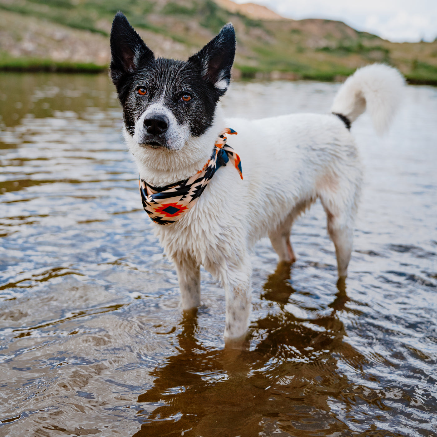 Wilderdog Cooling Bandana for Dogs On Trails Dakota | Sackett Ranch
