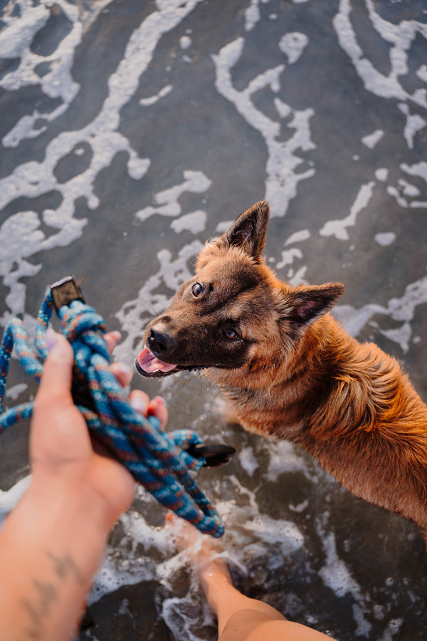 Rope Leashes + Collars