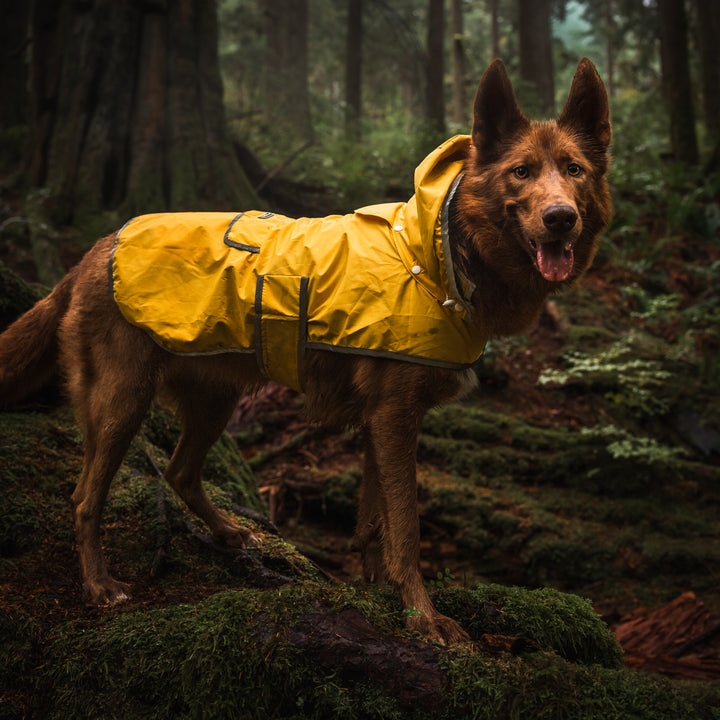 dog rain gear Dog Rain Jacket – Wilderdog