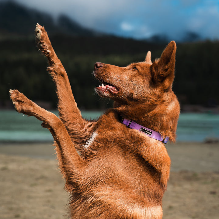 Aurora Waterproof Leash + Collar Bundle – Wilderdog