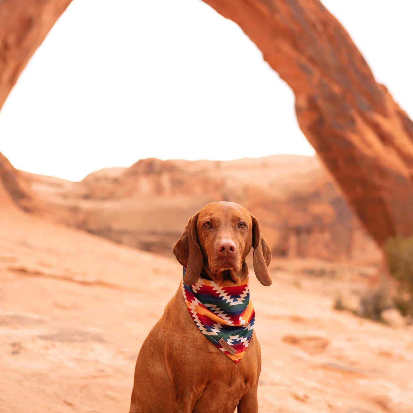 Wilderdog Dog Bandana | Cream